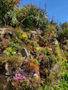 Subtropical garden Tresco