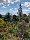 Subtropical garden Tresco on a sunny day