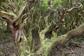 Subtropical green forest in Flores island, Azores archipelago. P