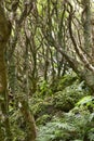 Subtropical green forest in Flores island, Azores archipelago. P