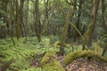 Subtropical laurisilva forest in Gomera. Canary Island. Spain