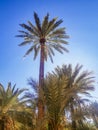 Subtropical Moroccan palm-treesand blue clear skies Royalty Free Stock Photo