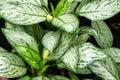 Subtropical plant leafs in botanic green house