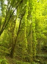 In the subtropical rain forest in the island of La Palma, Canary