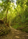 In the subtropical rain forest in the island of La Palma, Canary