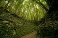 Subtropical rain forest in the island of La Palma, Canary Islands