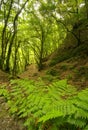 In the subtropical rain forest in the island of La Palma, Canary Islands