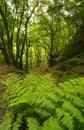 In the subtropical rain forest in the island of La Palma, Canary Islands