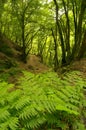 In the subtropical rain forest in the island of La Palma, Canary Islands