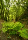 In the subtropical rain forest in the island of La Palma, Canary Islands