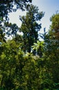 Subtropical rainforest in Abel Tasman National Park, New Zealand