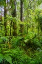 Subtropical rainforest on North Island, New Zealand