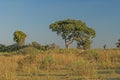Subtropical Savanna in the Okavango Delta