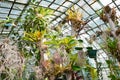 Subtropical succulent tillandsia airplants in botanical garden greenhouse