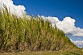 Subtropical sugarcane agriculture before harvest