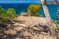 Subtropical vegetation growing at the coast of Mallorca