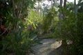 Subtropical vegetation with path in florida