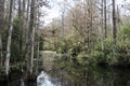 Subtropical wetlands