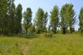 Children playing in a meadow