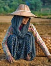 Labor day in peanut fields of Myanmar