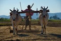 Labor day in peanut fields of Myanma