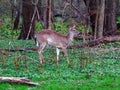 Suburban Backyard Deer Royalty Free Stock Photo