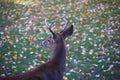 Suburban Backyard Deer Royalty Free Stock Photo