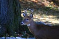 Suburban Backyard Deer Royalty Free Stock Photo