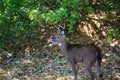 Suburban Backyard Deer Royalty Free Stock Photo