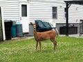 Suburban Backyard Deer Royalty Free Stock Photo