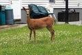 Suburban Backyard Deer Royalty Free Stock Photo