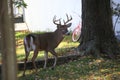 Suburban Backyard Deer Royalty Free Stock Photo