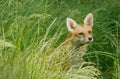 A Suburban fox (Vulpes Canidae) stalks her next meal Royalty Free Stock Photo