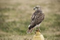 Suburban Hawk