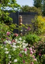 Messy unkempt garden in London UK with rock garden. Aquilegia flowers in the foreground.