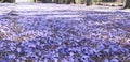 Suburban road with jacaranda trees and small flowers making a ca