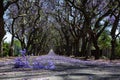 Suburban road with line of jacaranda trees and small branch with