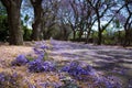 Suburban road with line of jacaranda trees and small branch with