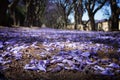 Suburban road with line of jacaranda trees and small flowers