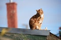 Cute ginger red cat sitting on a tin roof looking down.