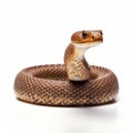 Subversive Hatecore: Lifelike Representation Of A Brown Snake On White Background