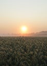 Success of the agricultural economy - rich harvest Royalty Free Stock Photo