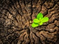 Success business concept as a seedling growing in the center trunk Royalty Free Stock Photo