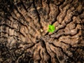 Success business concept as a seedling growing in the center trunk Royalty Free Stock Photo