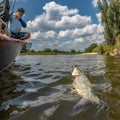Success fishing. Fisherman catch asp aspius fish from boat at wild river Royalty Free Stock Photo