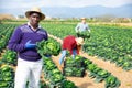 Aframerican horticulturist showing harvested savoy cabbage on field