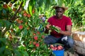 Aframerican owner of orchard gathering harvest of peaches Royalty Free Stock Photo