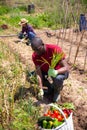 Successful african american male gardener with green onion