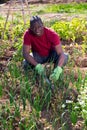 Successful african american male gardener with green onion