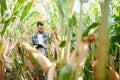 successful agriculturist in field of corn Royalty Free Stock Photo